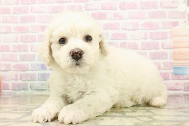 静岡県のビションフリーゼ (Coo&RIKU浜松店/2025年9月21日生まれ/男の子/ホワイト)の子犬の2枚目の画像