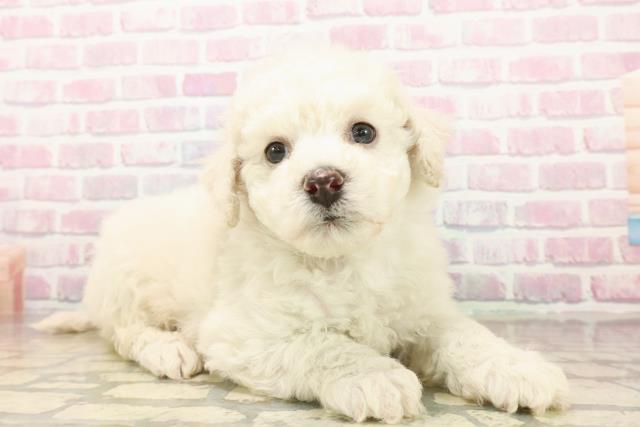 静岡県のビションフリーゼ (Coo&RIKU浜松店/2025年9月21日生まれ/男の子/ホワイト)の子犬の3枚目の画像