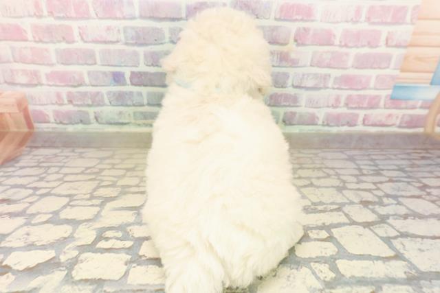 静岡県のビションフリーゼ (Coo&RIKU浜松店/2025年9月21日生まれ/男の子/ホワイト)の子犬の4枚目の画像