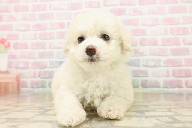 東京都のビションフリーゼ (Coo&RIKU練馬店/2025年9月21日生まれ/女の子/ホワイト)の子犬の1枚目の画像