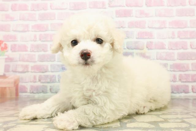 東京都のビションフリーゼ (Coo&RIKU練馬店/2025年9月21日生まれ/女の子/ホワイト)の子犬の2枚目の画像