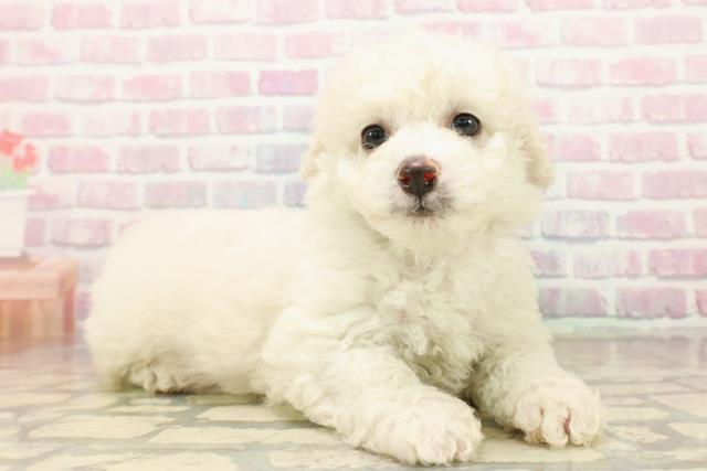 東京都のビションフリーゼ (Coo&RIKU練馬店/2025年9月21日生まれ/女の子/ホワイト)の子犬の3枚目の画像