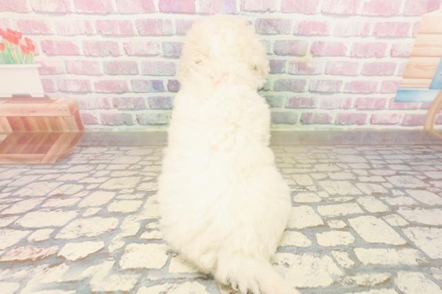 東京都のビションフリーゼ (Coo&RIKU練馬店/2025年9月21日生まれ/女の子/ホワイト)の子犬の4枚目の画像