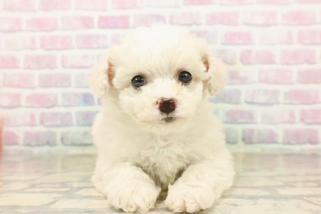 静岡県のビションフリーゼ (Coo&RIKU掛川店/2025年9月21日生まれ/女の子/ホワイト)の子犬の1枚目の画像