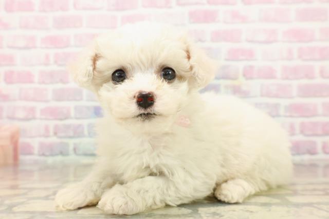 静岡県のビションフリーゼ (Coo&RIKU掛川店/2025年9月21日生まれ/女の子/ホワイト)の子犬の2枚目の画像