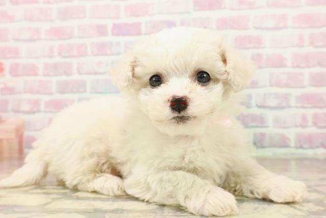 静岡県のビションフリーゼ (Coo&RIKU掛川店/2025年9月21日生まれ/女の子/ホワイト)の子犬の3枚目の画像