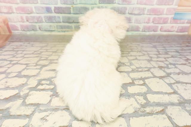 静岡県のビションフリーゼ (Coo&RIKU掛川店/2025年9月21日生まれ/女の子/ホワイト)の子犬の4枚目の画像