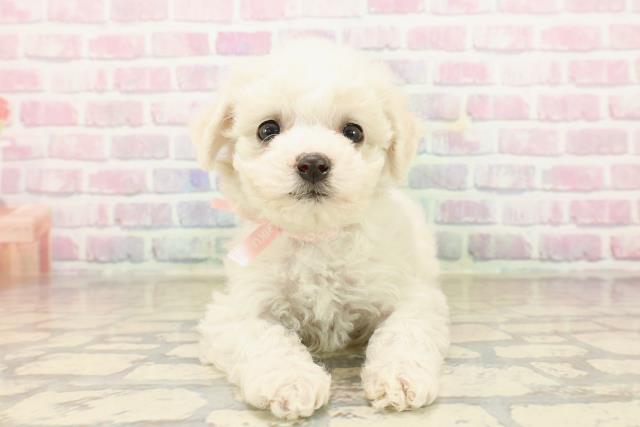 静岡県のビションフリーゼ (Coo&RIKU富士店/2025年9月21日生まれ/女の子/ホワイト)の子犬の1枚目の画像