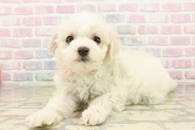 静岡県のビションフリーゼ (Coo&RIKU富士店/2025年9月21日生まれ/女の子/ホワイト)の子犬の2枚目の画像