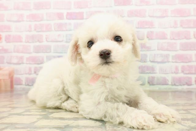 静岡県のビションフリーゼ (Coo&RIKU富士店/2025年9月21日生まれ/女の子/ホワイト)の子犬の3枚目の画像