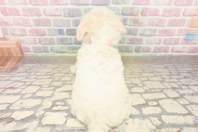 静岡県のビションフリーゼ (Coo&RIKU富士店/2025年9月21日生まれ/女の子/ホワイト)の子犬の4枚目の画像