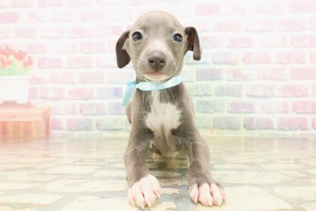 東京都のイタリアングレーハウンド (Coo&RIKU東久留米店/2025年9月22日生まれ/男の子/ブルーホワイト)の子犬の1枚目の画像