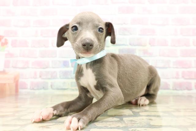 東京都のイタリアングレーハウンド (Coo&RIKU東久留米店/2025年9月22日生まれ/男の子/ブルーホワイト)の子犬の2枚目の画像