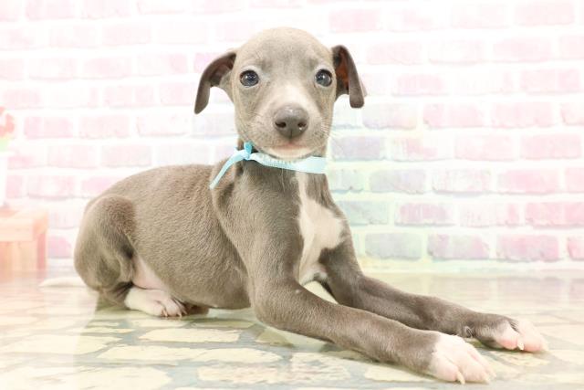 東京都のイタリアングレーハウンド (Coo&RIKU東久留米店/2025年9月22日生まれ/男の子/ブルーホワイト)の子犬の3枚目の画像