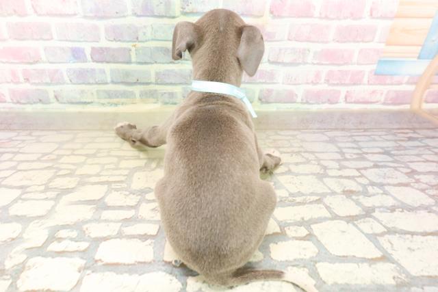 東京都のイタリアングレーハウンド (Coo&RIKU東久留米店/2025年9月22日生まれ/男の子/ブルーホワイト)の子犬の4枚目の画像