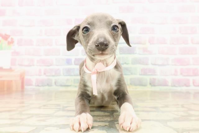 静岡県のイタリアングレーハウンド (Coo&RIKU藤枝店/2025年9月22日生まれ/女の子/ブルーホワイト)の子犬の1枚目の画像