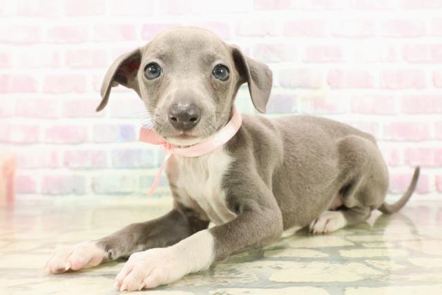 静岡県のイタリアングレーハウンド (Coo&RIKU藤枝店/2025年9月22日生まれ/女の子/ブルーホワイト)の子犬の2枚目の画像