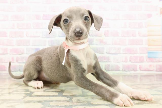 静岡県のイタリアングレーハウンド (Coo&RIKU藤枝店/2025年9月22日生まれ/女の子/ブルーホワイト)の子犬の3枚目の画像