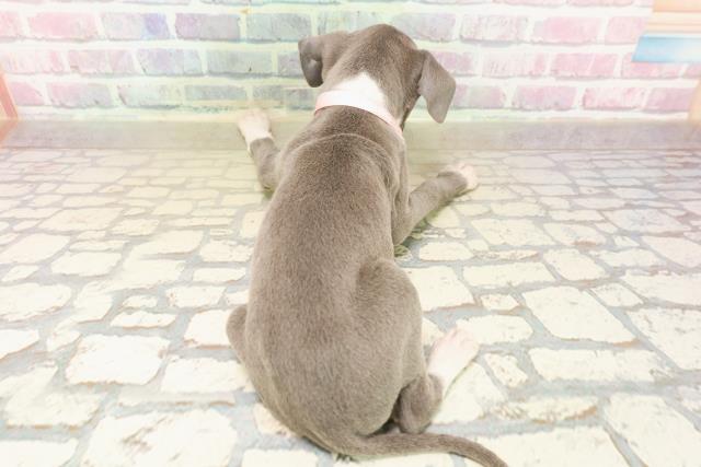 静岡県のイタリアングレーハウンド (Coo&RIKU藤枝店/2025年9月22日生まれ/女の子/ブルーホワイト)の子犬の4枚目の画像