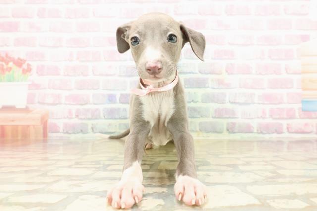 千葉県のイタリアングレーハウンド (Coo&RIKU若葉都賀店/2025年9月22日生まれ/女の子/ブルーホワイト)の子犬