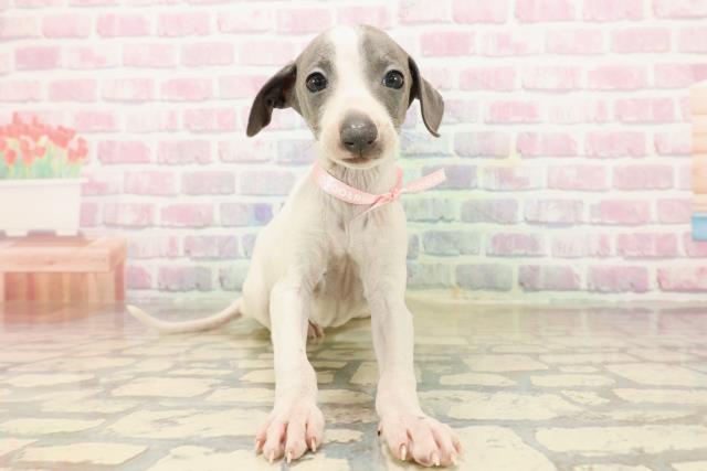 東京都のイタリアングレーハウンド (Coo&RIKU池袋西口店/2025年9月22日生まれ/女の子/ホワイトブルー)の子犬