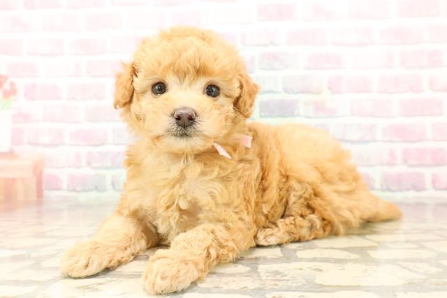 静岡県のトイプードル(トイ) (Coo&RIKU沼津店/2025年9月23日生まれ/女の子/アプリコット)の子犬の2枚目の画像