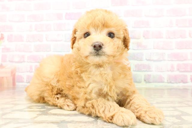 静岡県のトイプードル(トイ) (Coo&RIKU沼津店/2025年9月23日生まれ/女の子/アプリコット)の子犬の3枚目の画像