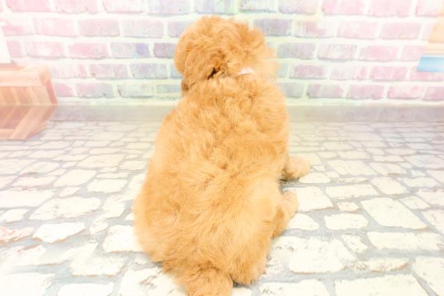 静岡県のトイプードル(トイ) (Coo&RIKU沼津店/2025年9月23日生まれ/女の子/アプリコット)の子犬の4枚目の画像