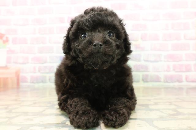 東京都のトイプードル(トイ) (Coo&RIKU三軒茶屋店/2025年9月23日生まれ/女の子/ブラック)の子犬