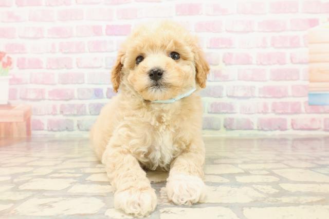 静岡県のビションプー(ビションフリーゼ×プードル) (Coo&RIKU富士店/2025年9月20日生まれ/男の子/アプリコットホワイト)の子犬の1枚目の画像