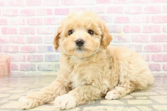 静岡県のビションプー(ビションフリーゼ×プードル) (Coo&RIKU富士店/2025年9月20日生まれ/男の子/アプリコットホワイト)の子犬の2枚目の画像