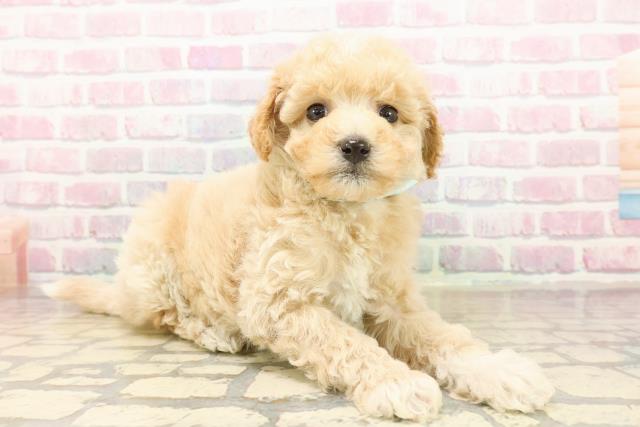 静岡県のビションプー(ビションフリーゼ×プードル) (Coo&RIKU富士店/2025年9月20日生まれ/男の子/アプリコットホワイト)の子犬の3枚目の画像