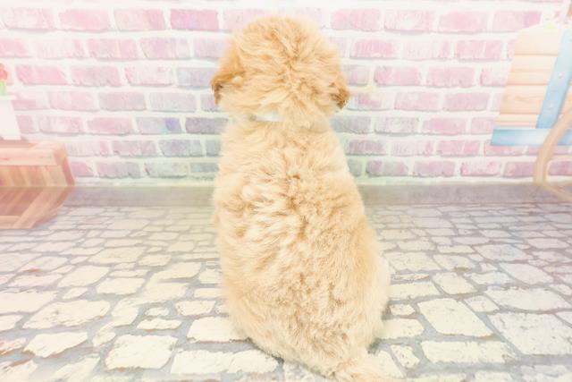 静岡県のビションプー(ビションフリーゼ×プードル) (Coo&RIKU富士店/2025年9月20日生まれ/男の子/アプリコットホワイト)の子犬の4枚目の画像