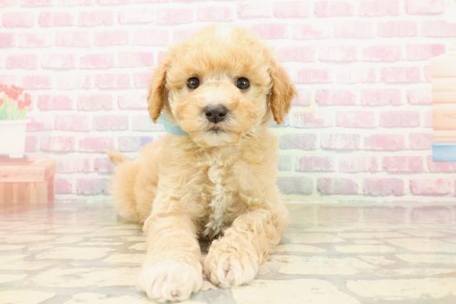 静岡県のビションプー(ビションフリーゼ×プードル) (Coo&RIKU浜松店/2025年9月20日生まれ/男の子/アプリコットホワイト)の子犬の1枚目の画像