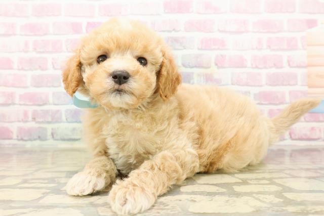 静岡県のビションプー(ビションフリーゼ×プードル) (Coo&RIKU浜松店/2025年9月20日生まれ/男の子/アプリコットホワイト)の子犬の2枚目の画像