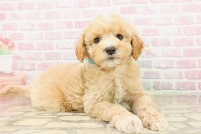 静岡県のビションプー(ビションフリーゼ×プードル) (Coo&RIKU浜松店/2025年9月20日生まれ/男の子/アプリコットホワイト)の子犬の3枚目の画像