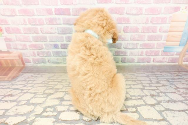 静岡県のビションプー(ビションフリーゼ×プードル) (Coo&RIKU浜松店/2025年9月20日生まれ/男の子/アプリコットホワイト)の子犬の4枚目の画像