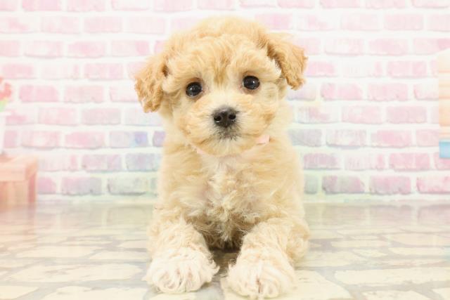 東京都のビションプー(ビションフリーゼ×プードル) (Coo&RIKU足立本店/2025年9月20日生まれ/女の子/アプリコットホワイト)の子犬