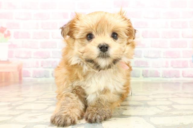 東京都のハーフ犬・ミックス犬 (Coo&RIKU練馬店/2025年9月21日生まれ/女の子/フォーン)の子犬の1枚目の画像