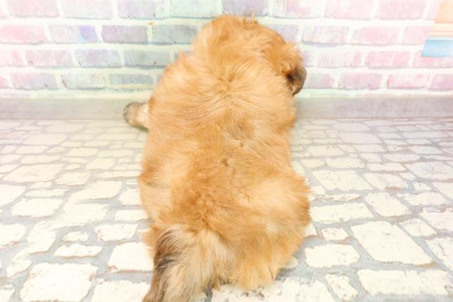 東京都のハーフ犬・ミックス犬 (Coo&RIKU練馬店/2025年9月21日生まれ/女の子/フォーン)の子犬の4枚目の画像