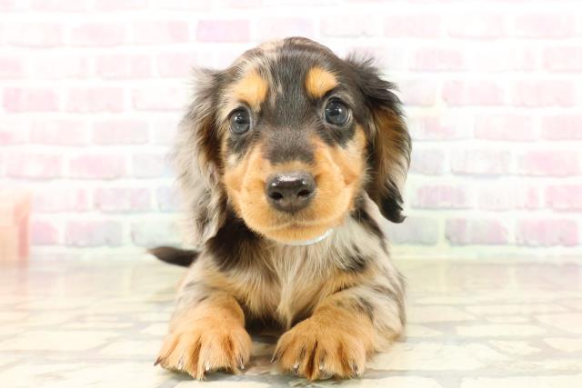 東京都のミニチュアダックスフンド(ロング) (Coo&RIKU新宿三丁目店/2025年9月16日生まれ/男の子/シルバーダップル)の子犬