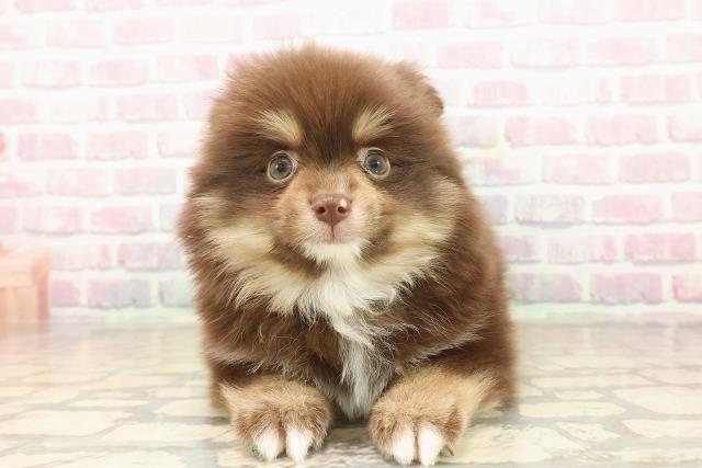 静岡県のポメラニアン (Coo&RIKU藤枝店/2025年9月16日生まれ/女の子/チョコレートタンホワイト)の子犬の1枚目の画像