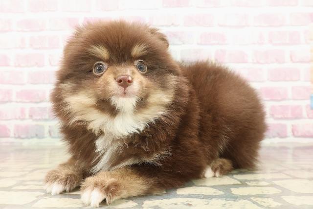 静岡県のポメラニアン (Coo&RIKU藤枝店/2025年9月16日生まれ/女の子/チョコレートタンホワイト)の子犬の2枚目の画像