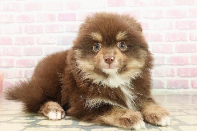 静岡県のポメラニアン (Coo&RIKU藤枝店/2025年9月16日生まれ/女の子/チョコレートタンホワイト)の子犬の3枚目の画像