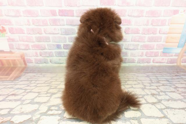 静岡県のポメラニアン (Coo&RIKU藤枝店/2025年9月16日生まれ/女の子/チョコレートタンホワイト)の子犬の4枚目の画像