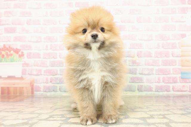 埼玉県のポメラニアン (Coo&RIKUヤオコー幸手店/2025年9月16日生まれ/男の子/オレンジ)の子犬の1枚目の画像