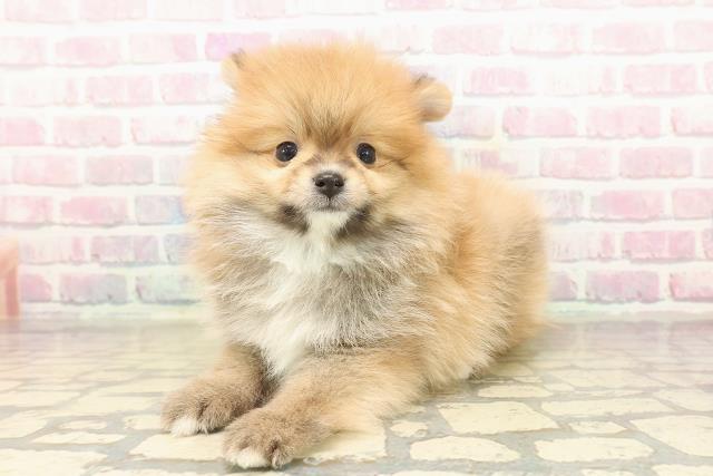 埼玉県のポメラニアン (Coo&RIKUヤオコー幸手店/2025年9月16日生まれ/男の子/オレンジ)の子犬の2枚目の画像