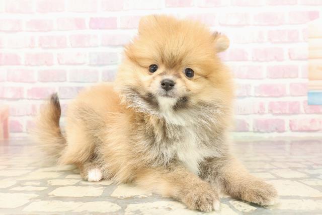 埼玉県のポメラニアン (Coo&RIKUヤオコー幸手店/2025年9月16日生まれ/男の子/オレンジ)の子犬の3枚目の画像