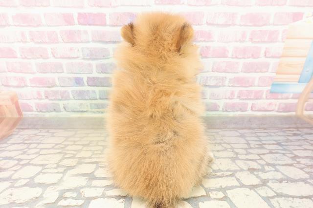 埼玉県のポメラニアン (Coo&RIKUヤオコー幸手店/2025年9月16日生まれ/男の子/オレンジ)の子犬の4枚目の画像
