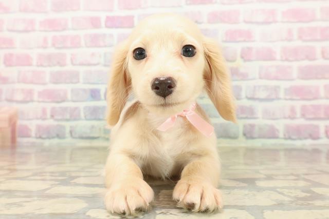 埼玉県のミニチュアダックスフンド(ロング) (Coo&RIKU春日部店/2025年9月14日生まれ/女の子/イエロー)の子犬の1枚目の画像